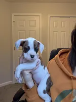 Digger, a male Valley Bulldog for sale in Mentor, OH – Photo 2 of 6