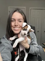 Digger, a male Valley Bulldog for sale in Mentor, OH – Photo 4 of 6