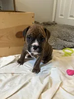 Meatball, a male Valley Bulldog for sale in Mentor, OH – Photo 6 of 6