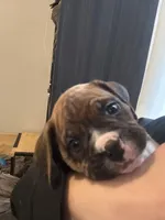 Meatball, a male Valley Bulldog for sale in Mentor, OH – Photo 4 of 6