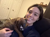 Meatball, a male Valley Bulldog for sale in Mentor, OH – Photo 5 of 6