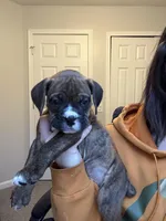 Meatball, a male Valley Bulldog for sale in Mentor, OH – Photo 2 of 6