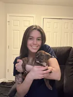 Rebel, a male Valley Bulldog for sale in Mentor, OH – Photo 4 of 5