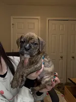 Rebel, a male Valley Bulldog for sale in Mentor, OH – Photo 3 of 5