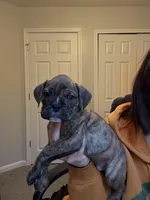 Rebel, a male Valley Bulldog for sale in Mentor, OH – Photo 2 of 5