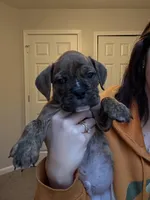 Rebel, a male Valley Bulldog for sale in Mentor, OH – Photo 1 of 5