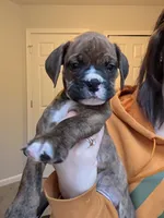 Bulldog puppies, a male Valley Bulldog for sale in Mentor, OH – Photo 1 of 6