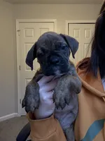 Bulldog puppies, a male Valley Bulldog for sale in Mentor, OH – Photo 2 of 6