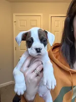 Bulldog puppies, a male Valley Bulldog for sale in Mentor, OH – Photo 5 of 6