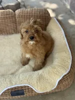 Sailor , a female Cavapoo for sale in Fort Worth, TX – 2 of 3