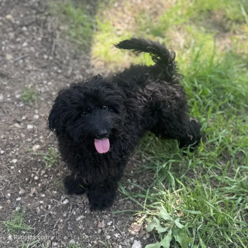 Russo – Maltipoo puppy for sale in Fort Worth, TX