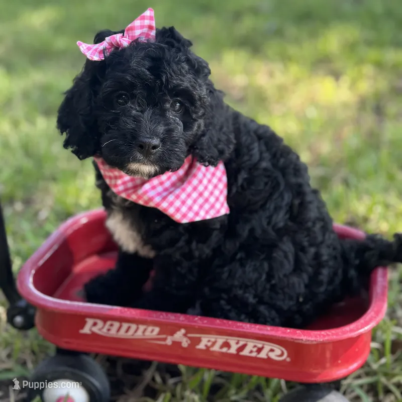 Ginny  – Cavapoo puppy for sale in Fort Worth, TX