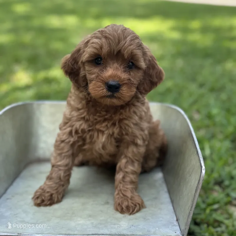 Lenny – Cavapoo puppy for sale in Fort Worth, TX