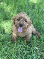 Frannie, a female Cavapoo for sale in Fort Worth, TX – 1 of 5