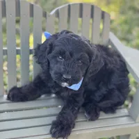 Russo, a male Maltipoo for sale in Fort Worth, TX – Photo 1 of 2