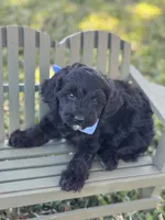 Russo, a male Maltipoo for sale in Fort Worth, TX – Photo 1 of 2