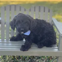 Russo, a male Maltipoo for sale in Fort Worth, TX – Photo 2 of 2