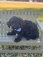 Russo, a male Maltipoo for sale in Fort Worth, TX – Photo 2 of 2