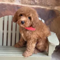 Grover, a male Miniature Goldendoodle for sale in Fort Worth, TX – Photo 2 of 3