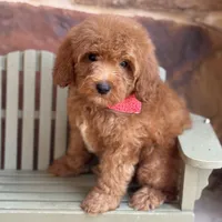 Grover, a male Miniature Goldendoodle for sale in Fort Worth, TX – Photo 1 of 3