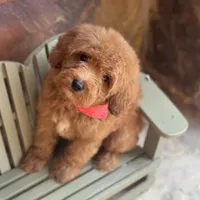 Grover, a male Miniature Goldendoodle for sale in Fort Worth, TX – Photo 3 of 3