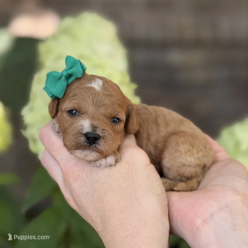 Lyla F1b  – Cavapoo puppy for sale in Fort Worth, TX