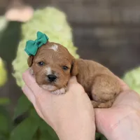 Lyla F1b , a female Cavapoo for sale in Fort Worth, TX – 1 of 2