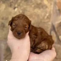 Koko, a male Miniature Goldendoodle for sale in Fort Worth, TX – 1 of 1