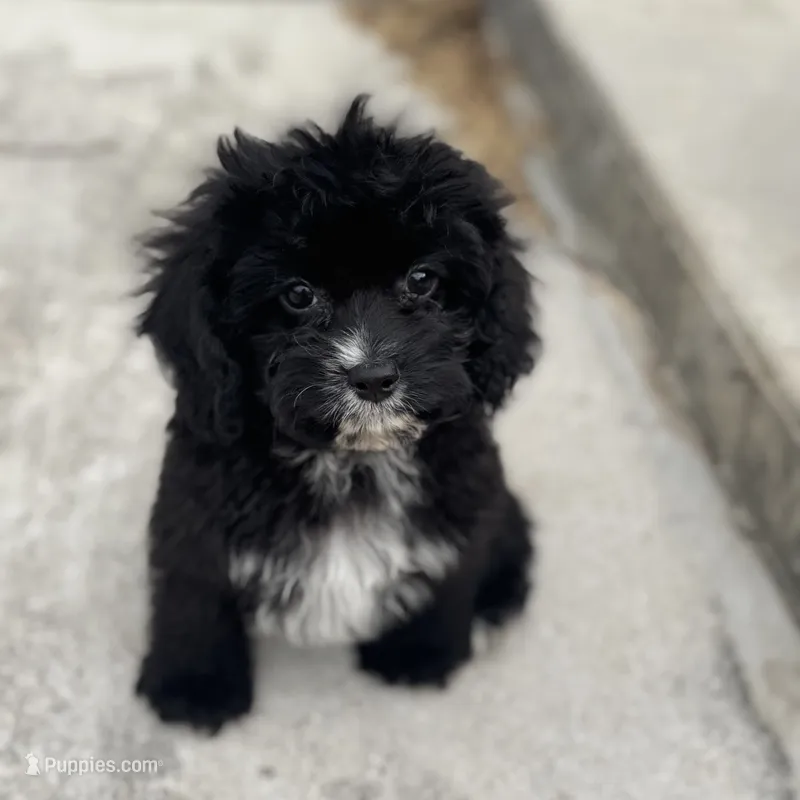 Riley  – Cavapoo puppy for sale in Fort Worth, TX
