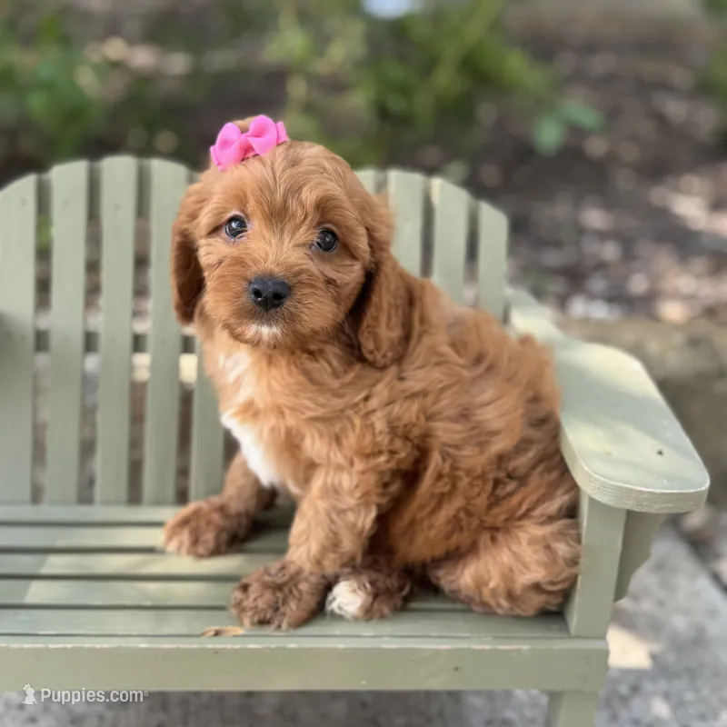 Calista – Cavapoo puppy for sale in Fort Worth, TX
