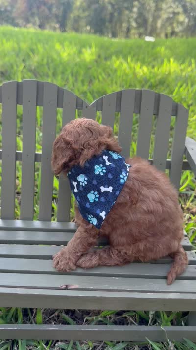 Gunner, a male Cavapoo for sale in Fort Worth, TX – 2 of 2