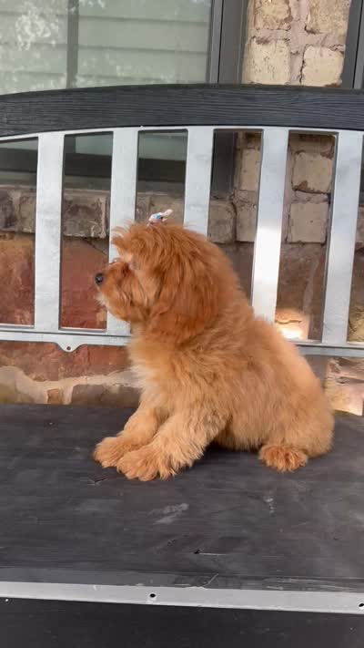 Sailor , a female Cavapoo for sale in Fort Worth, TX – 8 of 9