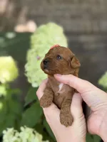 Lilo F1b, a female Cavapoo for sale in Fort Worth, TX – 2 of 2