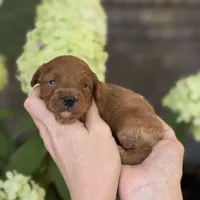 Loki F1b, a male Cavapoo for sale in Fort Worth, TX – 1 of 2
