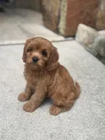 Frisbee , a male Cavapoo for sale in Fort Worth, TX – 2 of 5