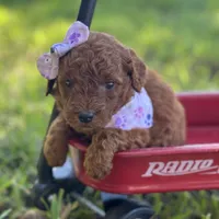 Millie micro, a female Miniature Goldendoodle for sale in Fort Worth, TX – 2 of 2