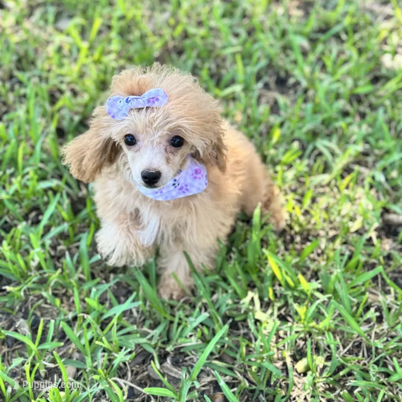 Marlow  – Poodle - Toy  puppy for sale in Fort Worth, TX