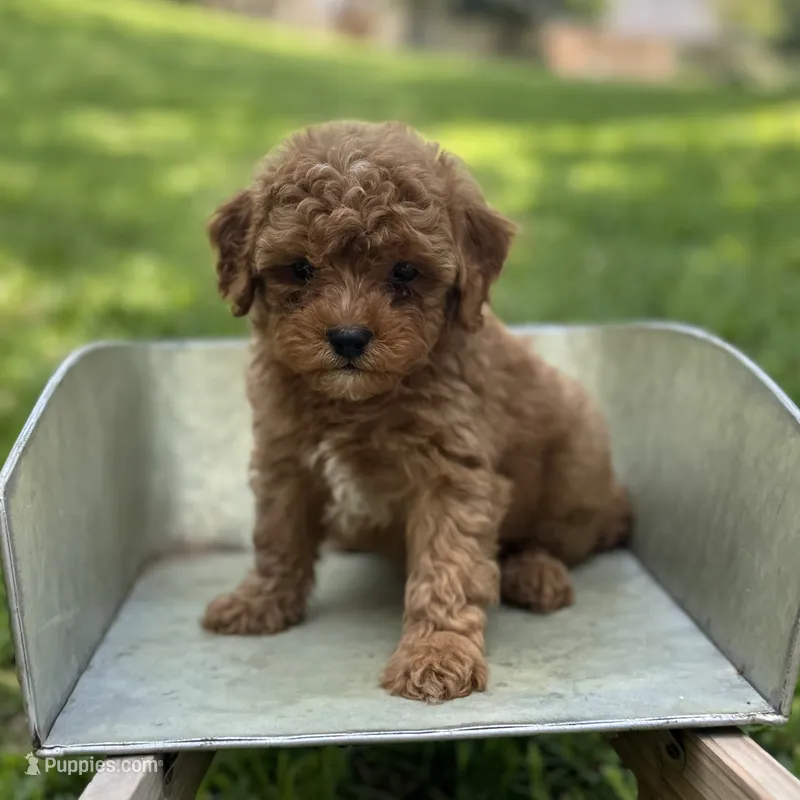 Ludwig – Cavapoo puppy for sale in Fort Worth, TX