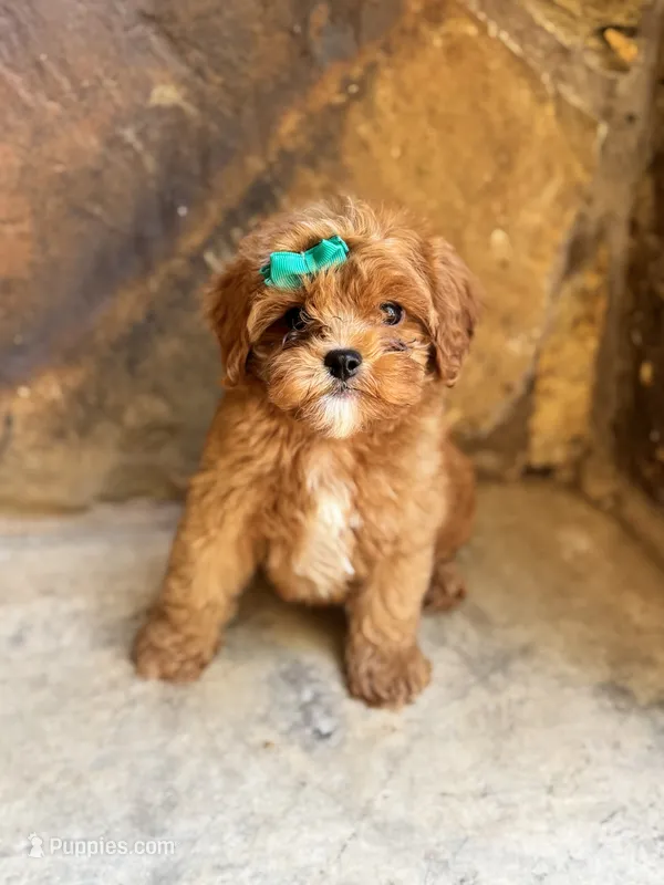 Lilo – Cavapoo puppy for sale in Fort Worth, TX