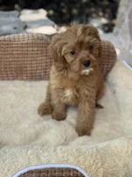 Sailor , a female Cavapoo for sale in Fort Worth, TX – 1 of 3