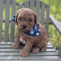 Gunner, a male Cavapoo for sale in Fort Worth, TX – 1 of 2