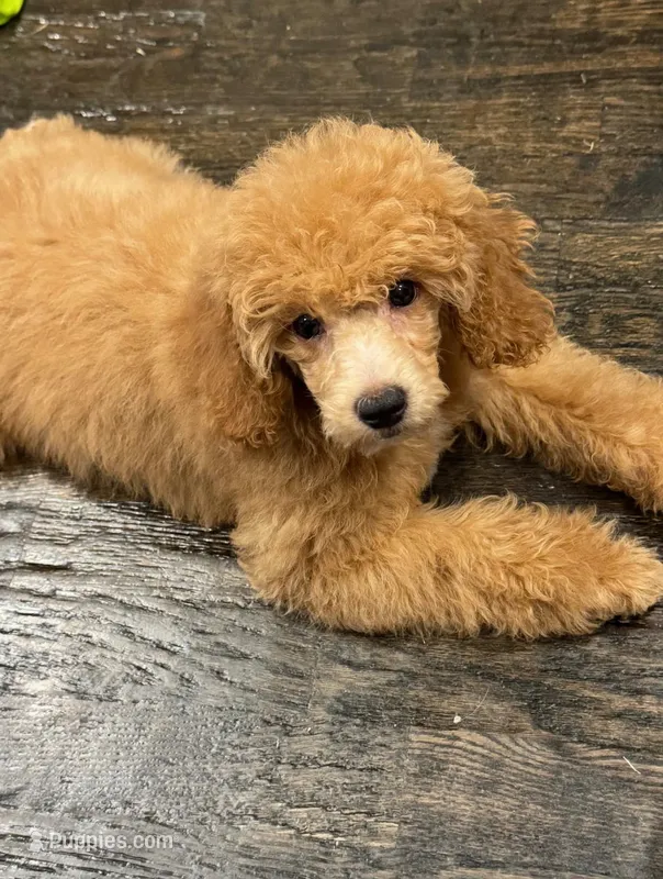 Marley – Poodle - Toy  puppy for sale in Fort Worth, TX