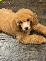 Marley, a male Poodle - Toy  for sale in Fort Worth, TX – 1 of 2