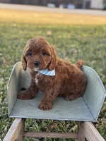 processed/d82e406f-1d66-4dab-8432-f1a05abb15ea/listing/1c6ca9bc-6fba-47bc-8cd5-dfcc8252824e/177cc460-42b4-4235-b9fb-0d58f17aa27d