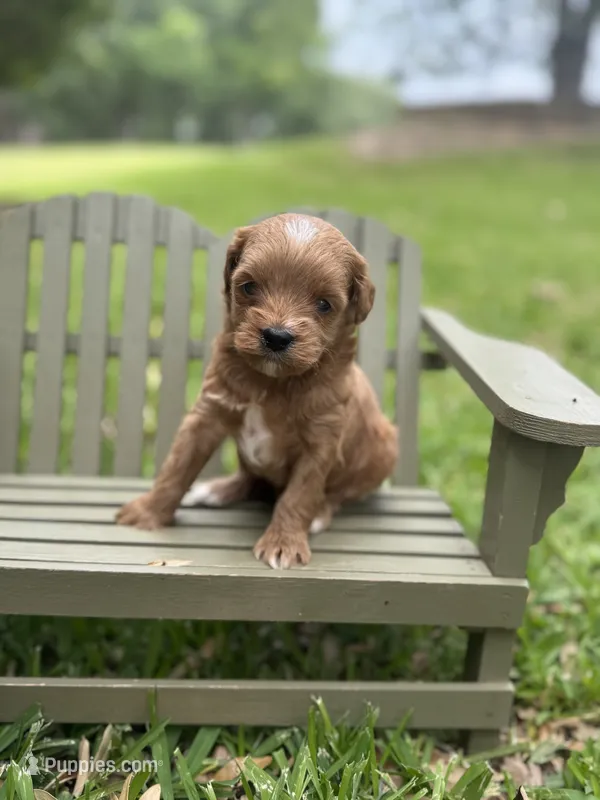 Leroy – Cavapoo puppy for sale in Fort Worth, TX