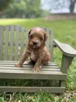 Leroy, a male Cavapoo for sale in Fort Worth, TX – 1 of 1