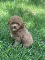 Ludwig, a male Cavapoo for sale in Fort Worth, TX – 1 of 6