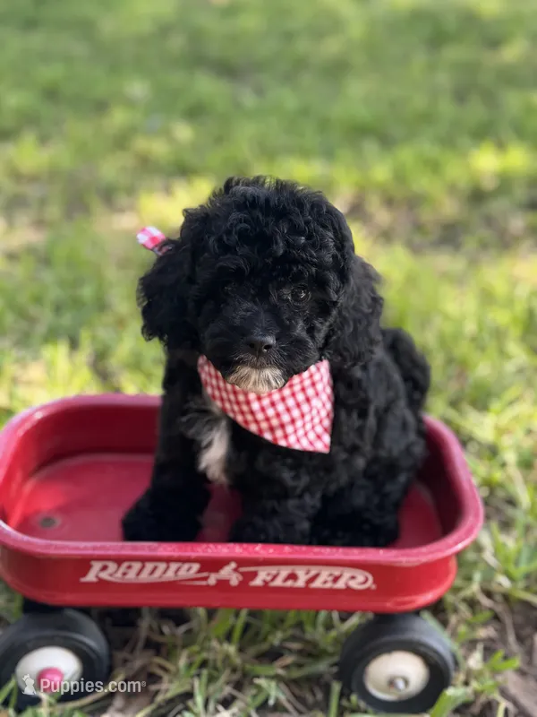 Griff – Cavapoo puppy for sale in Fort Worth, TX