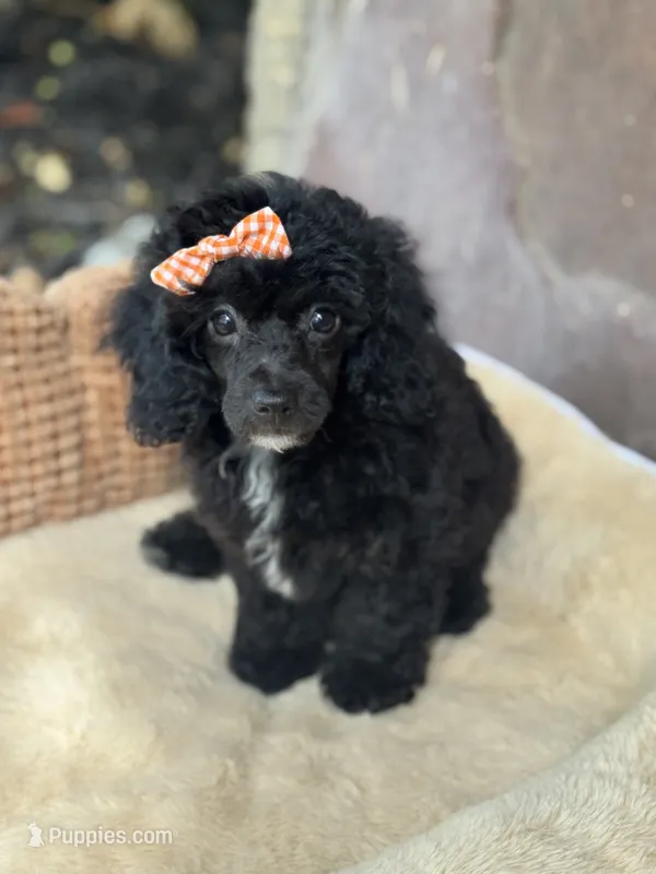 Mayzie  – Poodle - Toy  puppy for sale in Fort Worth, TX