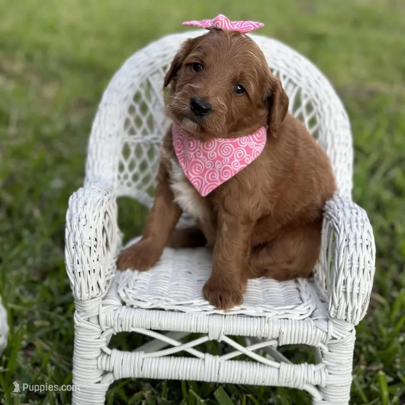 Zsa-Zsa, a female Miniature Goldendoodle for sale in Fort Worth, TX – Photo 1 of 2